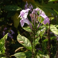 Pseuderanthemum graciliflorum (Nees) Ridl.